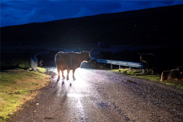 Poolewe Beach House, traffic jam!