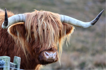 Poolewe Beach House, highland cow