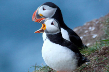Poolewe Beach House, local puffins