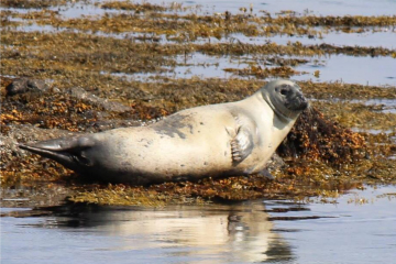 Poolewe Beach House, plenty of local wildlife