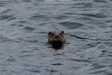 Poolewe Beach House, plenty of local wildlife